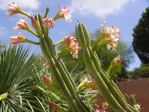 Achterbahn unterwegs: Botanischer Garten Graz